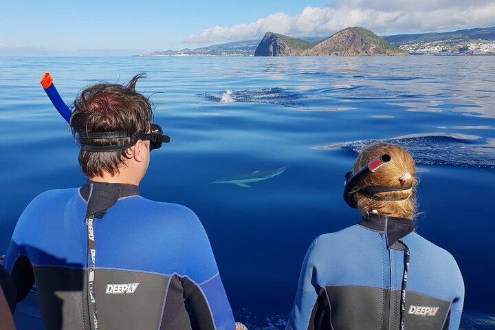 テルセイラ島:野生のイルカと泳ぐ|自然生息地