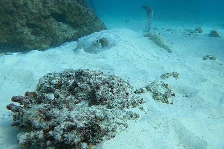 スキューバダイビングマスカット-リーフ、カメ、海洋生物