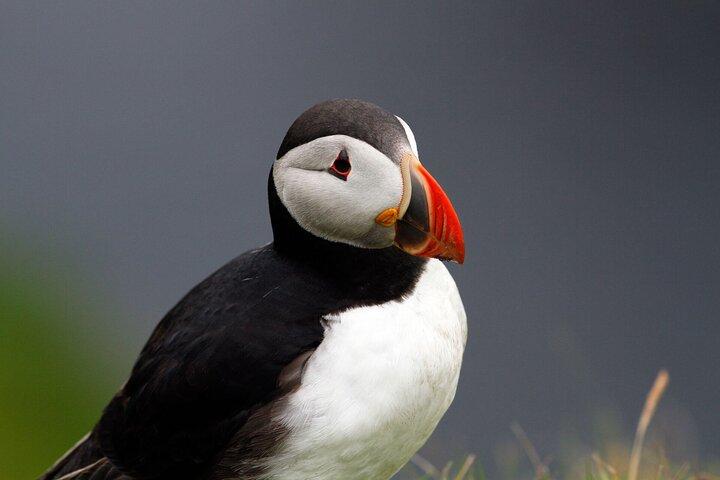 4 dias Mull, Iona e Staffa Puffin Experience de Edimburgo