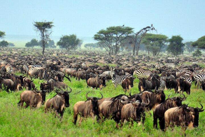 9 Days Safari in Tanzanias Majestic Parks