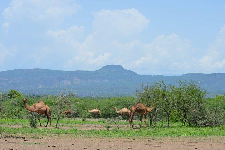 2 Tage Awash-Nationalpark