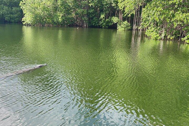 YS Falls og Black River Safari inklusive Pelican Bar Tour