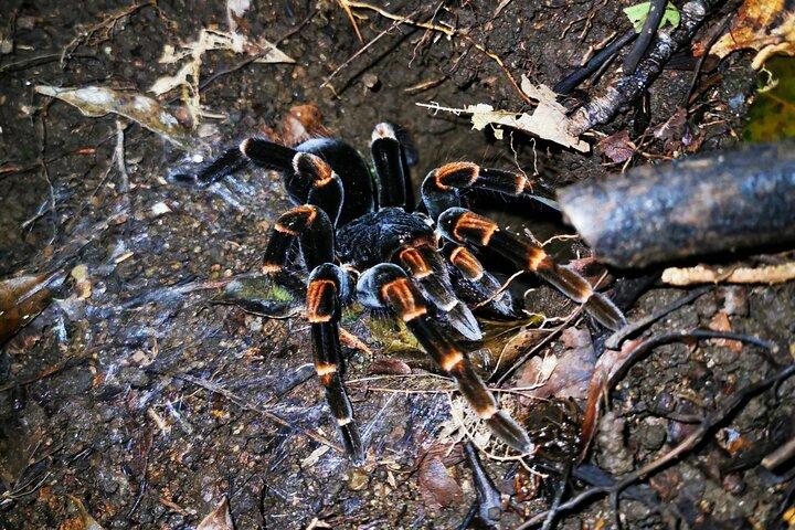 Geführte Nachtwanderung im Nebelwald von Monteverde