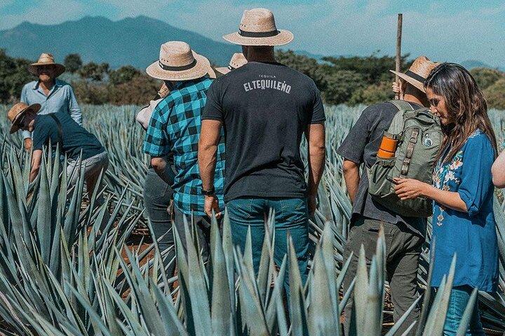 Visite privée de la distillerie El Tequileño et visite de la Tequila