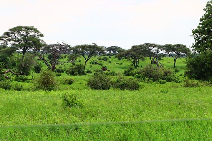 1 día Parque Nacional Tarangire