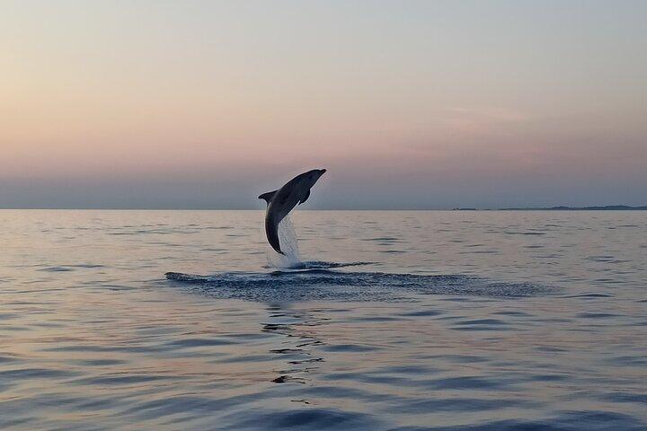 Sunrise Dolphins & Fishermen at Work speedbådstur i Rovinj