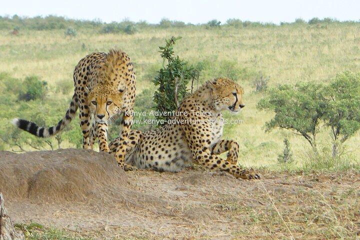 5 Hour Nairobi National Park Game Drive