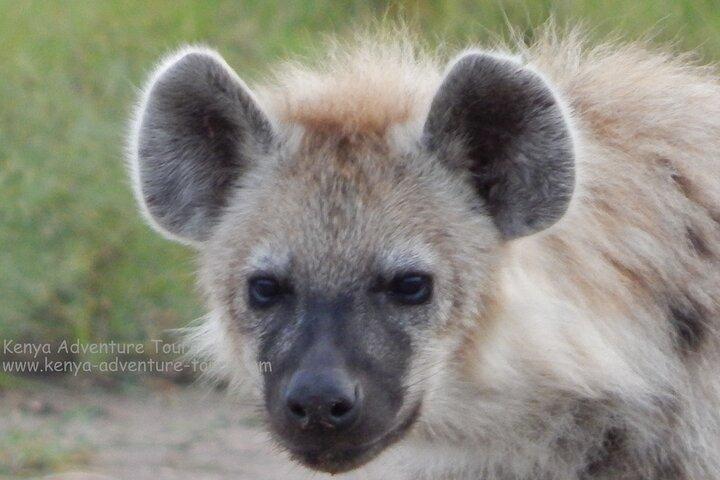5 Hour Nairobi National Park Game Drive