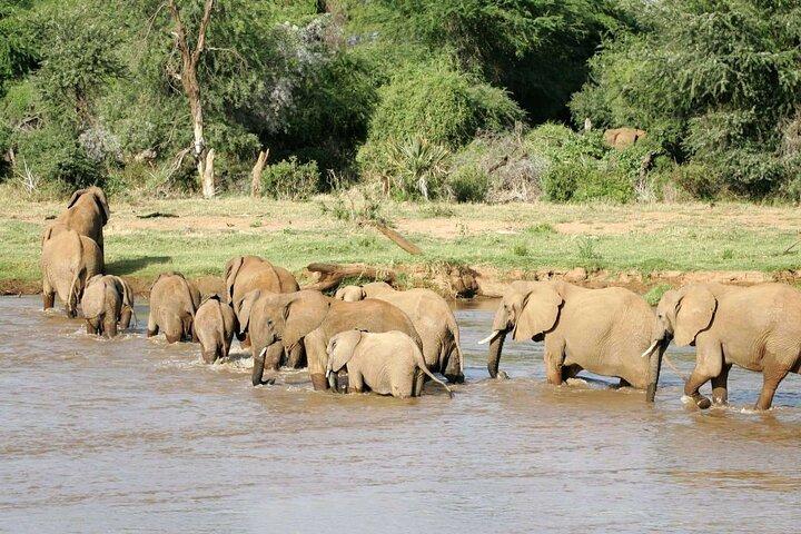 3 dage All Inclusive Samburu National Park Safari