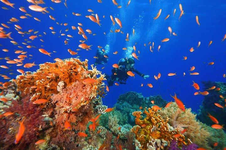 Full Day in Barca con 2 Immersioni nei Parchi Marini di Sharm