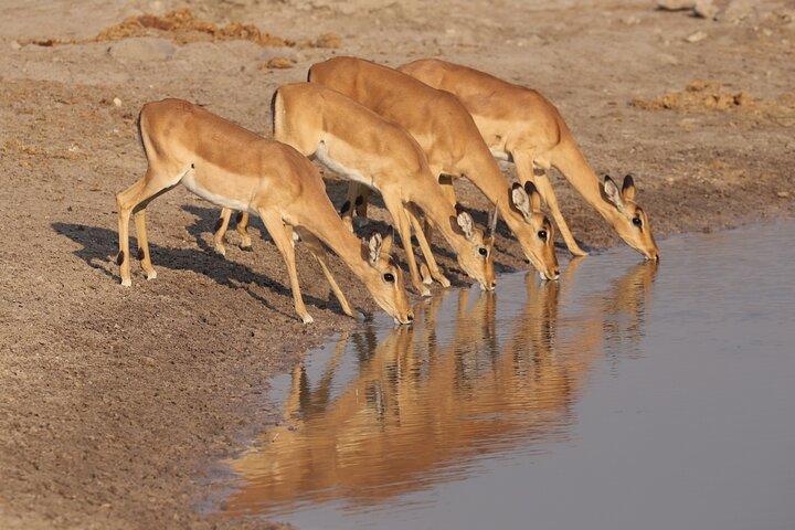 Tour di campeggio in tenda mobile di 10 giorni in Botswana