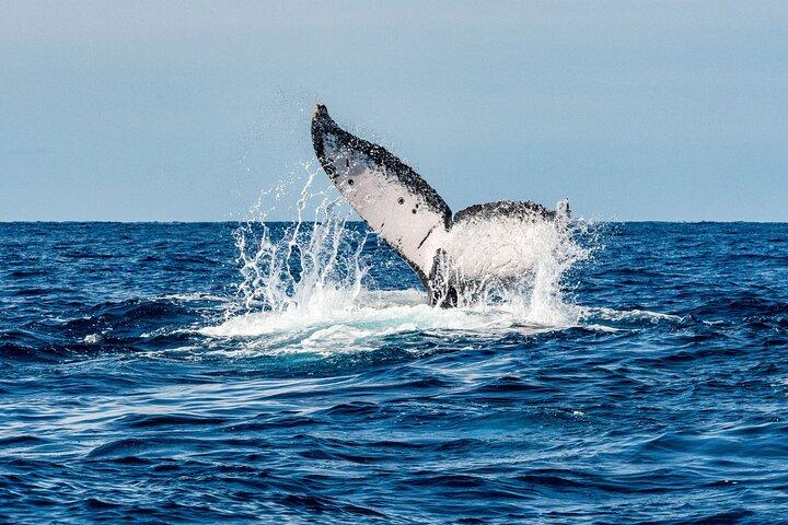 Whale and Dive Combo Tour i Los Cabos