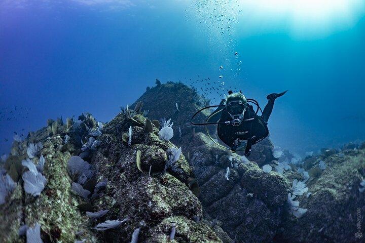 Whale and Dive Combo Tour i Los Cabos