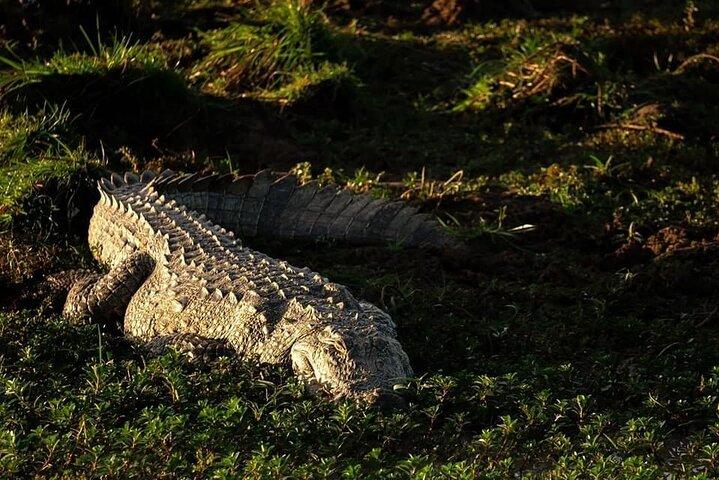 ウダワラワ国立公園プライベートサファリツアー