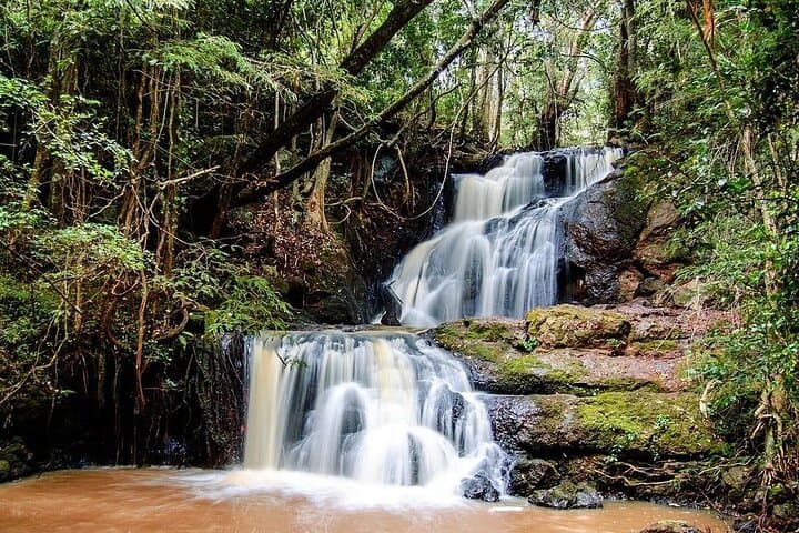 Day Tour to Karura Forest Nature Trail