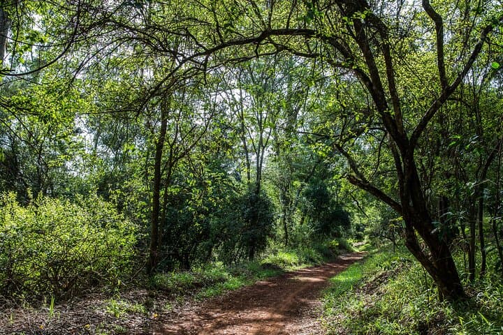 Day Tour to Karura Forest Nature Trail