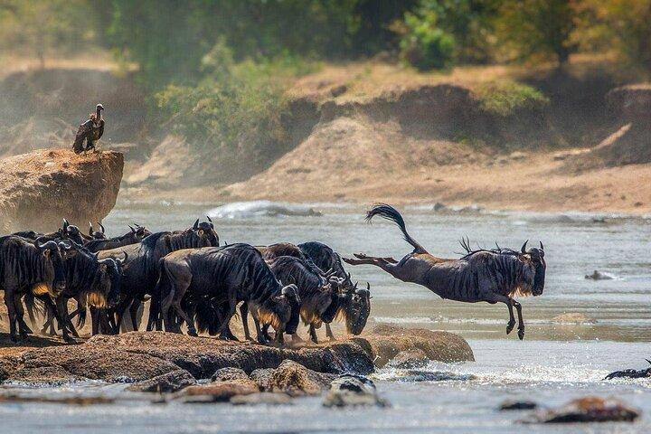 13 días de safari por el desierto de Gorila, Masai Mara y Serengeti