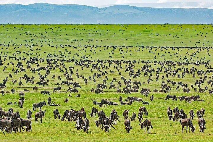 13 días de safari por el desierto de Gorila, Masai Mara y Serengeti