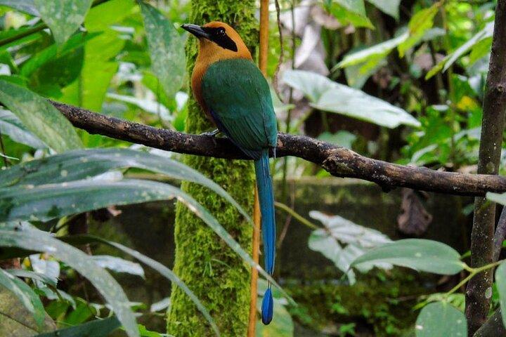 Dagtour Mindo Cloud Forest vanuit Quito met kolibries