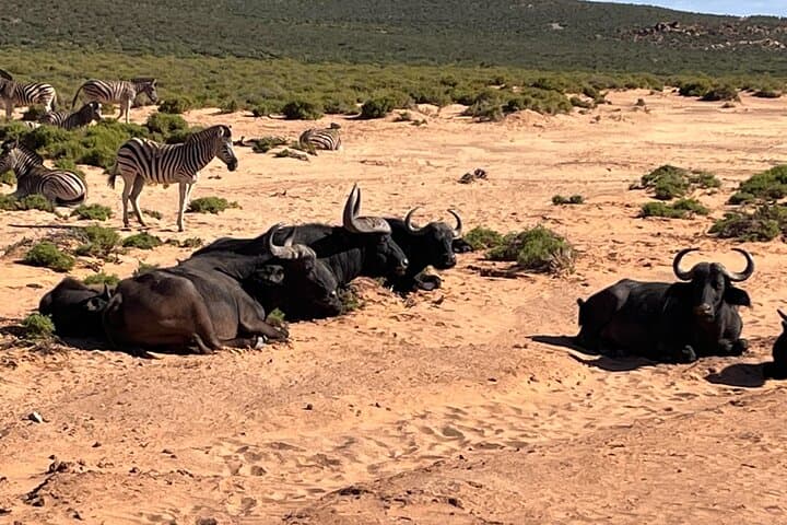Private Safari Aquila Tour