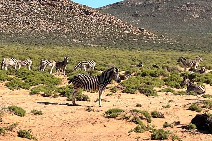Private Safari Aquila Tour