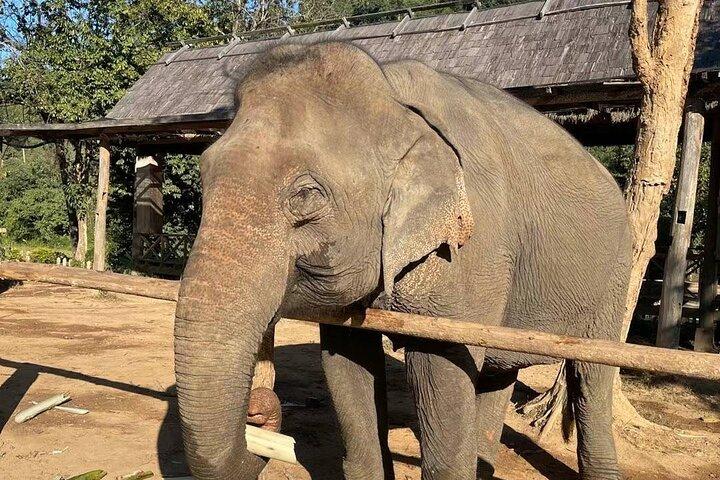 Laos Elephant Sanctuary Hüter + Kuangsi Wasserfall + Hmong Dorf