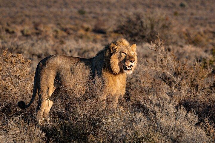 3 días de safari privado Big 5 en Tanzania con Midrange Lodge