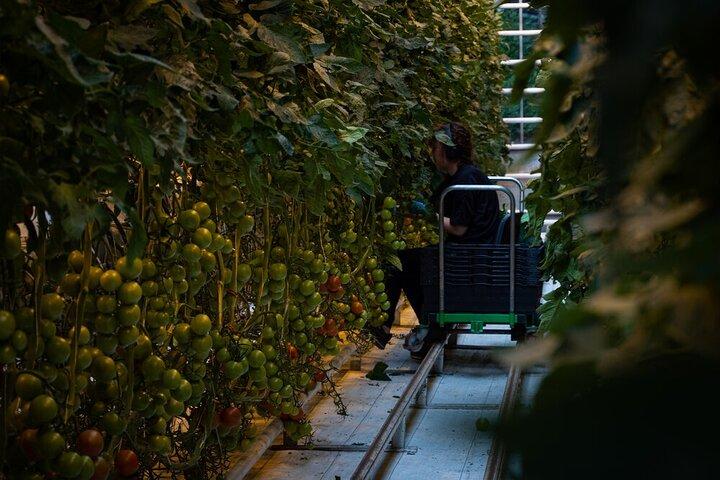 ゴールデン サークル クルーズ到着: 少人数グループ限定ツアー