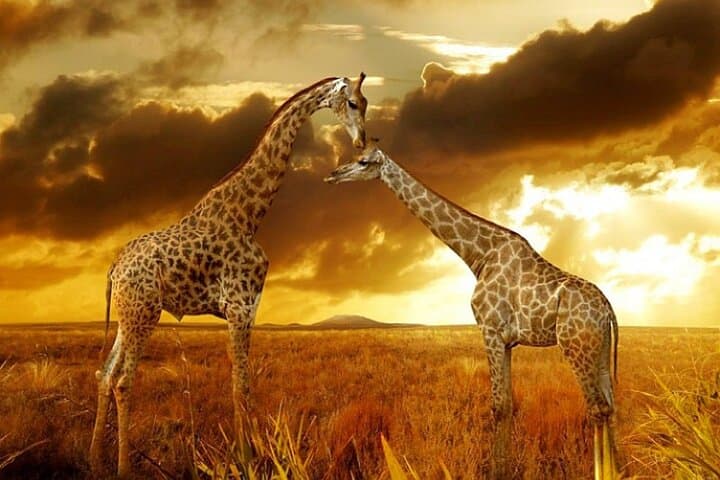 Masai Mara 3 Days Tour