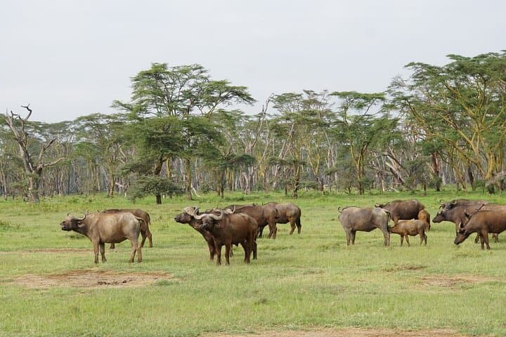 Masai Mara 3 Days Tour