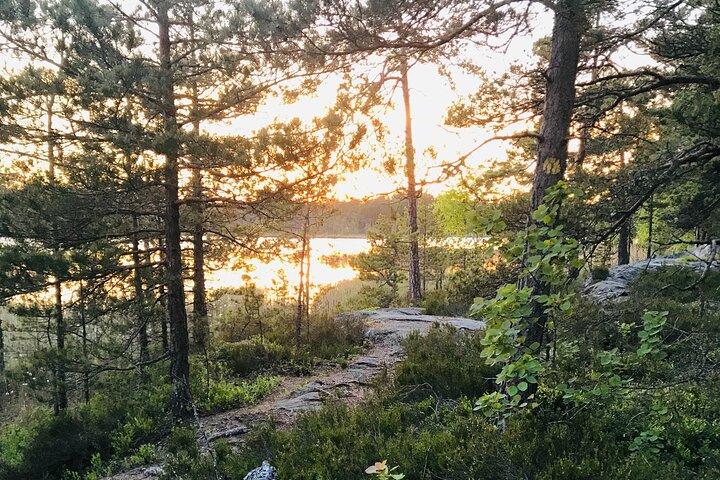 Midnight Sun Hike & Campfire Wild Dinner i - Parque Nacional Tyresta