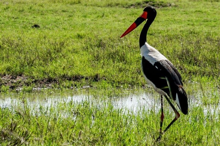Group Joining Day tour to Amboseli