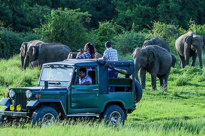 パシクダ発マドゥル オヤ サファリと先住民族の村の日帰り旅行