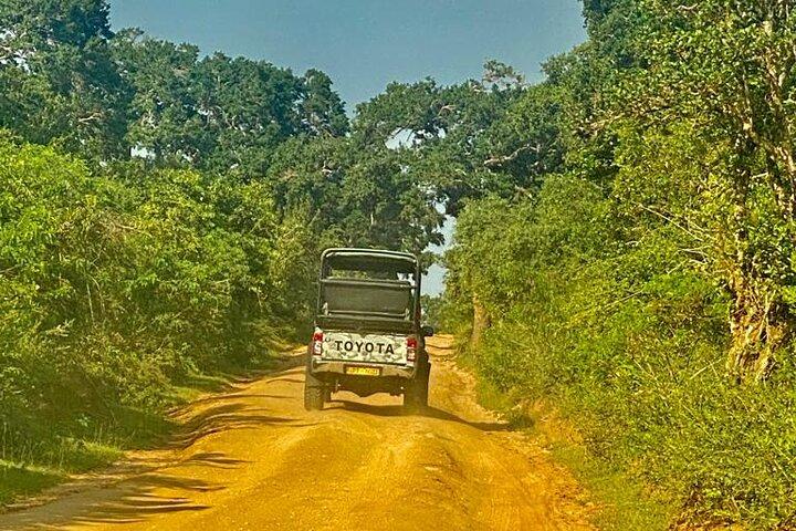 Safari privé d'une journée complète à Udawalawe avec déjeuner