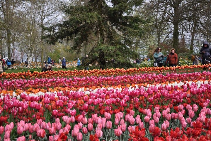 Private Guided Keukenhof Gardens and Zaanse Schans Tour