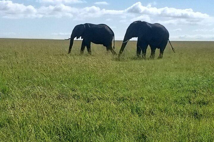 3 dage, 2 nætter Masai Mara Kenya Safari fra Nairobi