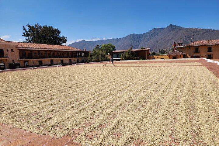 Tour del caffè in ATV o UTV ad Antigua Guatemala