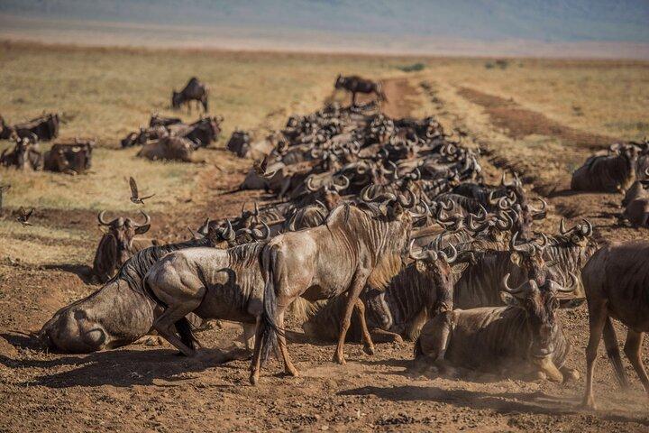 9 dages Tanzania Budget Camping Safari