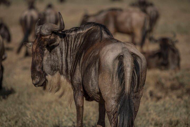 9 dages Tanzania Budget Camping Safari