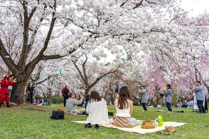 プライベートでユニークな福岡の桜体験