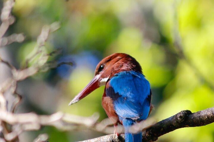 ウダワラワ国立公園プライベートサファリツアー