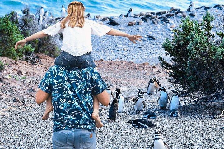 Punta Tombo per le Crociere Passeggiata tra i Pinguini