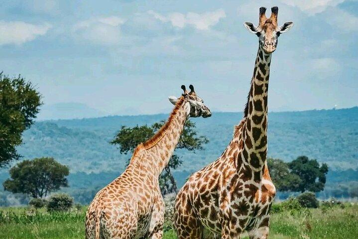タランギーレ、ンゴロンゴロ、マニャラ国立公園への3日間のサファリ