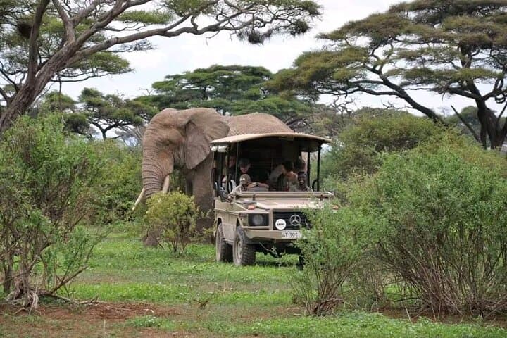 2 Days 1 Night Safari to Selous Game Reserve From Zanzibar