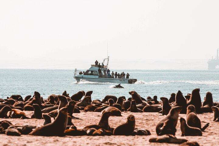 Mola Mola Marine Dolphin Cruise e Beach Braai a Pelican Point