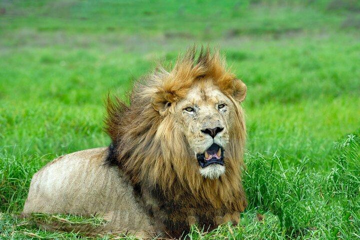 El mejor safari privado de rango medio de los Cinco Grandes de Tanzania de 7 días y 6 noches