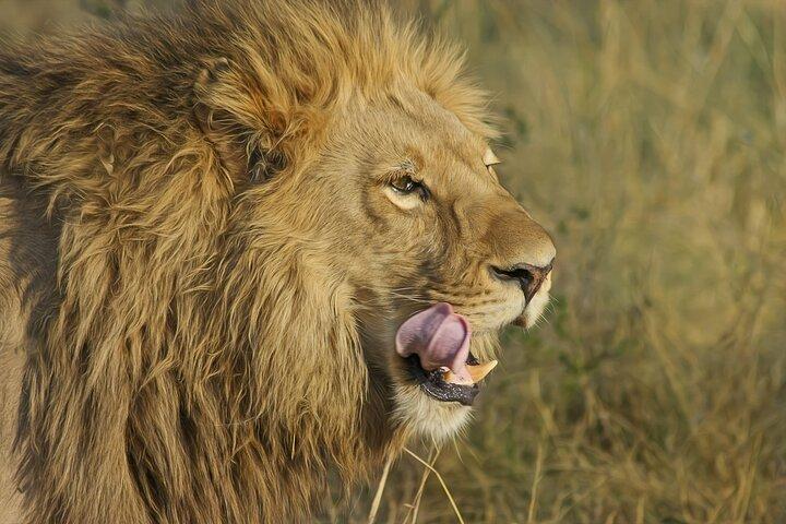 El mejor safari privado de rango medio de los Cinco Grandes de Tanzania de 7 días y 6 noches