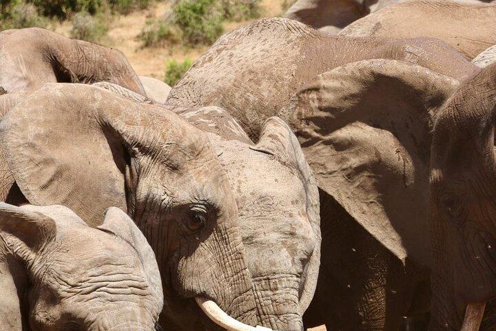 ポートエリザベス発4X4アドゾウ国立公園サファリ