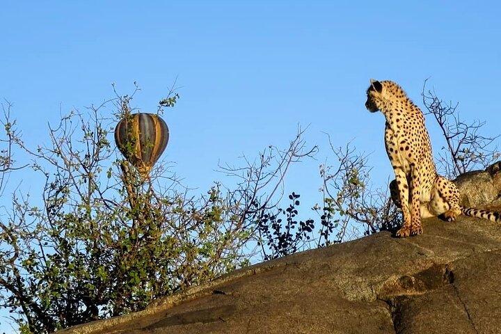 Day Trip to Ngorongoro Crater from Arusha Town Shared Tour