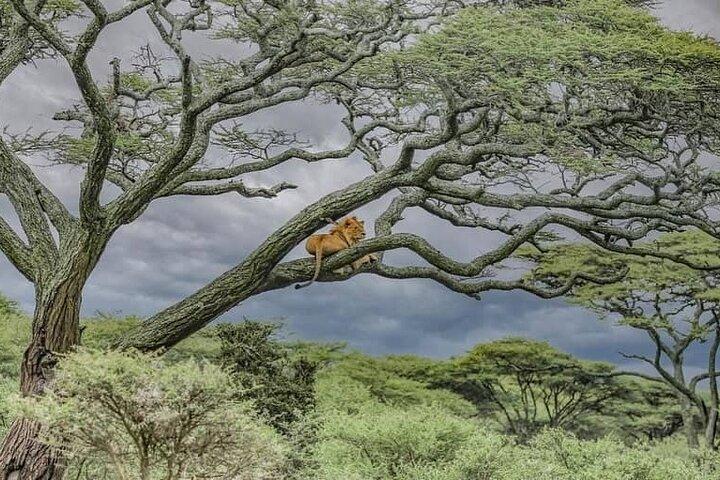 Day Trip to Ngorongoro Crater from Arusha Town Shared Tour